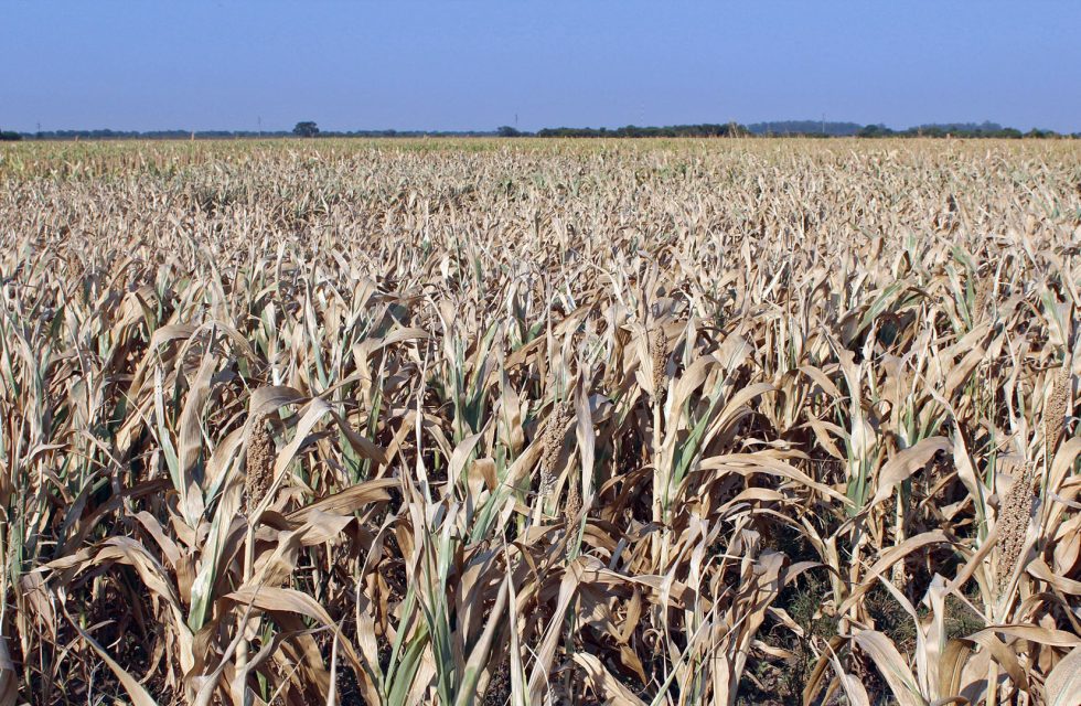 zzzznacp2NOTICIAS ARGENTINAS RECONQUISTA, SANTA FE, ENERO 10: Vista de un campo sembrado con maiz y sorgo que se esta secando a causa de la sequia que afecta la region. Foto NA: MARIO SALAMI/INTAzzzz