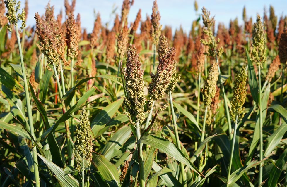 INTA sorgo Tostado