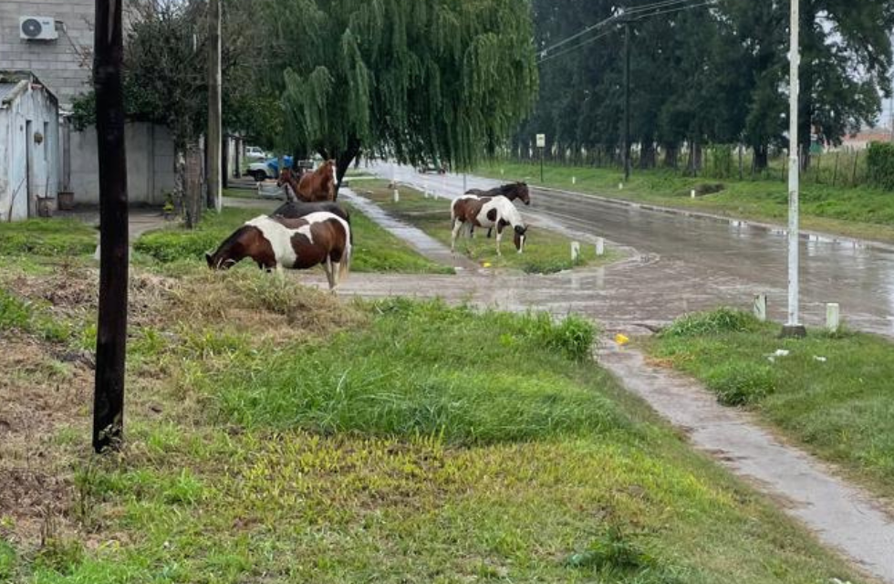 MEDIDAS PARA FOTO - VIA LIBRE 2025