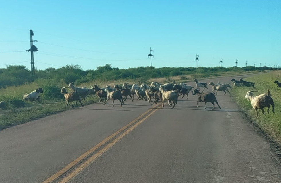 MEDIDAS PARA FOTO - VIA LIBRE 2025 (45)