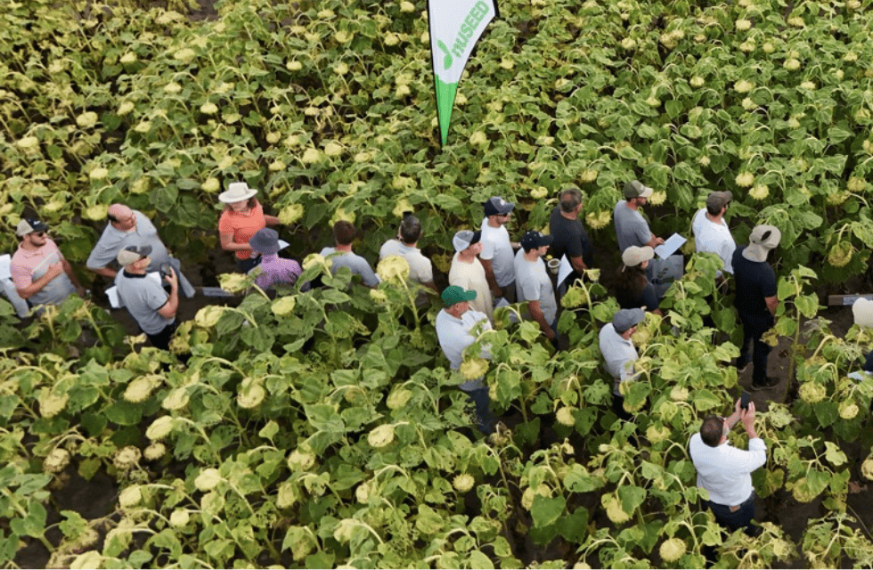 Perspectivas de la Campaña de Girasol Jornada Técnica en el INTA Reconquista