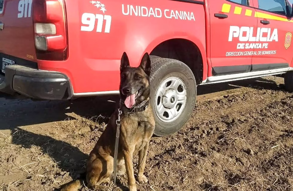 Baloo perro rescatista