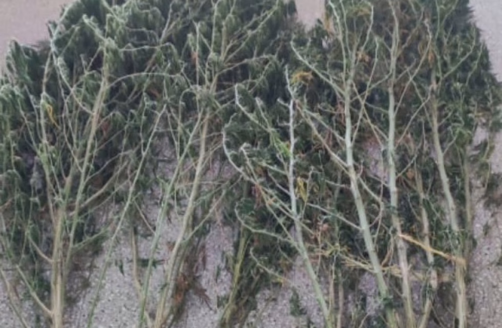 WhatsApp Image 2025-02-14 at 21.32.16