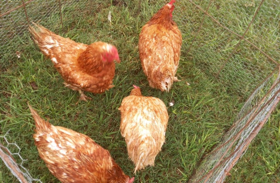 WhatsApp Image 2025-04-02 at 20.54.38