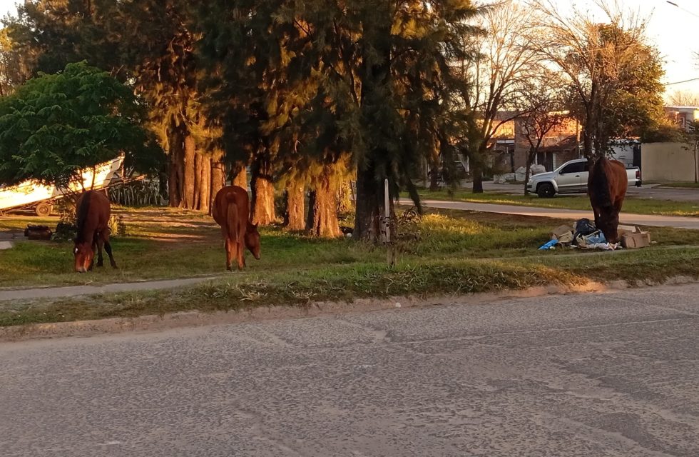 caballos sueltos 2