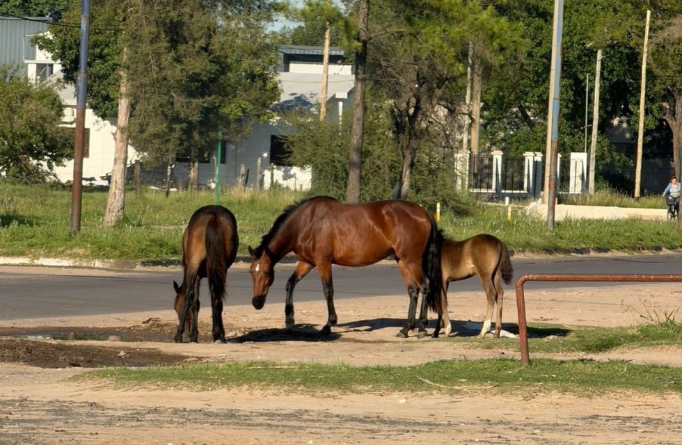 WhatsApp Image 2025-11-11 at 07.46.52