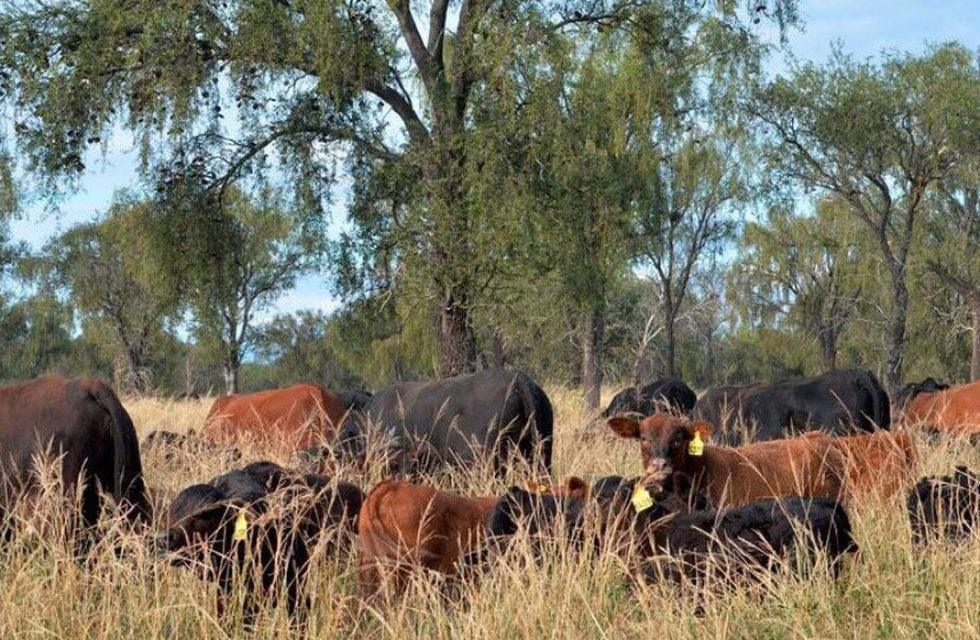 ganadería-en-bosques