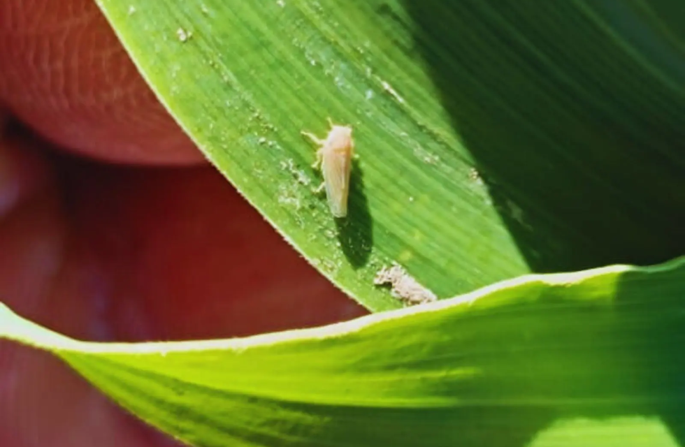 chicharrita maíz