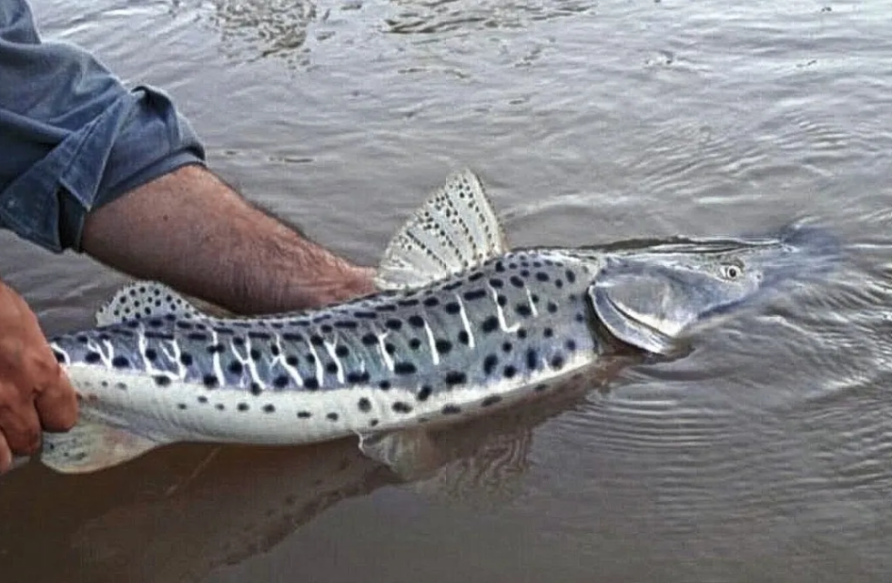 surubí pesca devolución