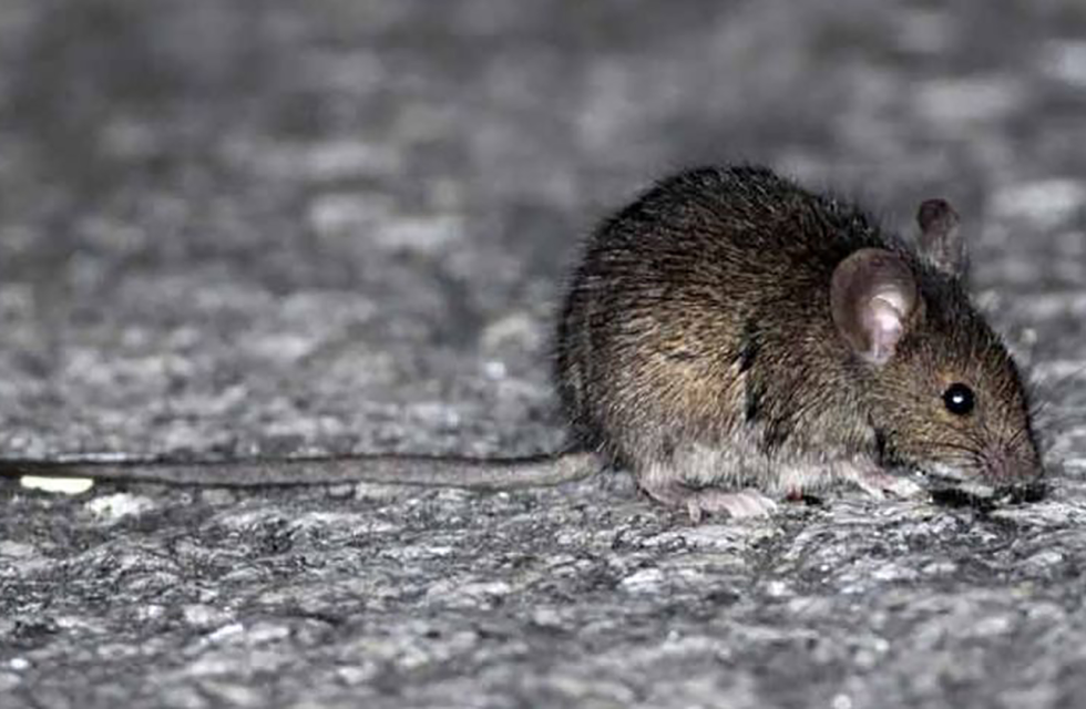 rata hantavirus