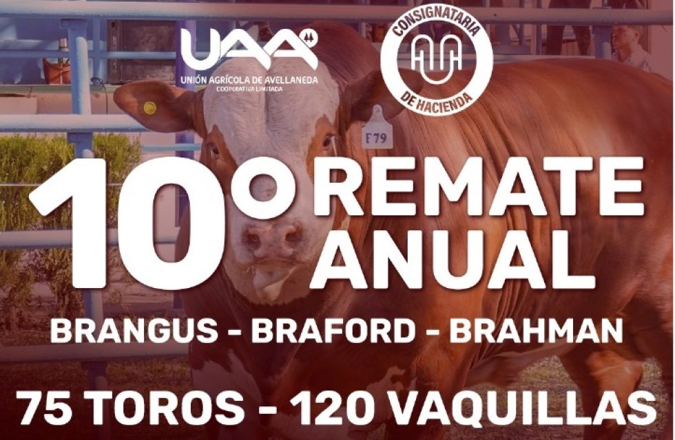 remate anual1
