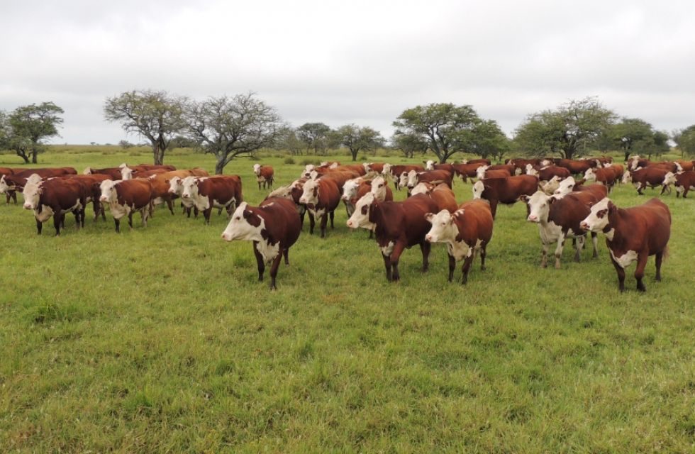 Ganadería agro