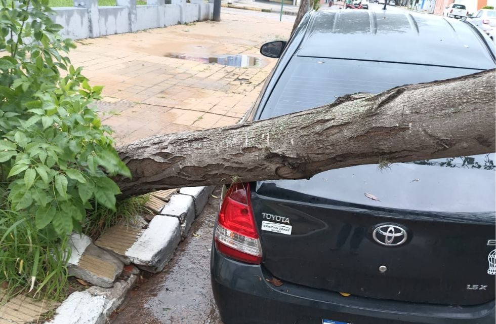 arbol cayo sobre auto